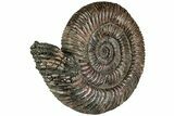 Iridescent, Pyritized Ammonite (Speetoniceras) Fossil #228075-2